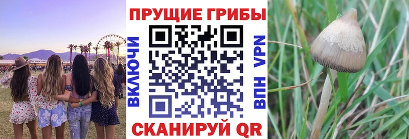 MEGA рабочий сайт Ахтырский Псилоцибиновые грибы прущие грибы